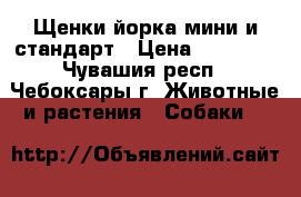 Щенки йорка мини и стандарт › Цена ­ 15 000 - Чувашия респ., Чебоксары г. Животные и растения » Собаки   